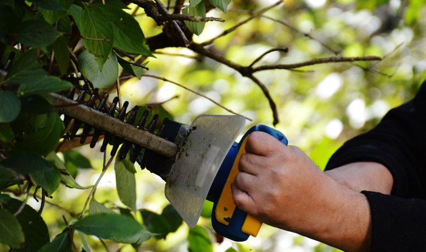 TREE TRIMMING